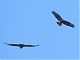 The circling buzzards were disappointed