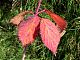 I love these autumnal colours on the trees and hedgerows