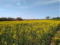 I love these fields of yellow