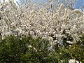 The roads are just so pretty in spring - blackthorn hedge