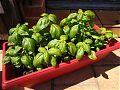 The basil is coming on as well
