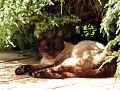 When Marcel recovered his cat, I rather missed him