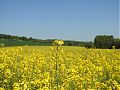 The colza is out in bloom