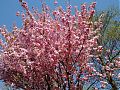 Cherry trees
