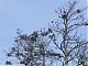 The Cormorant colony