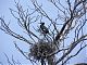 You only see a small proportion of the nests