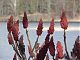 Keen gardener that I am I can tell you that these are : red pointy things