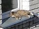 Somebody else enjoying the sunshine